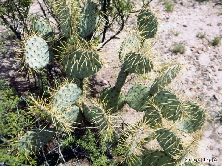 Opuntia phaeacantha v. mojavensis, Az ©JL3599